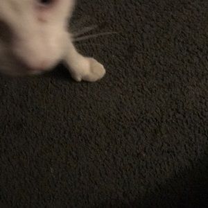 Meet your Posher, Zachery